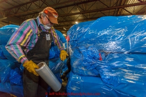 Volunteer Cornelius Eastman shrink wraps a portion of the over 1600 bales of straw at Airland Transport for use by the mushers and dogs at the 20+ checkpoints along the trail. Thursday February 12, 2015 prior to Iditarod 2015.(C) Jeff Schultz/SchultzPhoto.com - ALL RIGHTS RESERVEDDUPLICATION PROHIBITED WITHOUT PERMISSION
