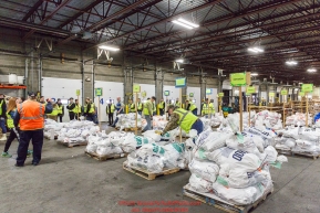 Iditarod volunteers unload, weigh, organize and stack the mushers food bags destined for the checkpoints on the 2017 Iditarod at the Airland Transport warehouse facilities in Anchorage Alaska.