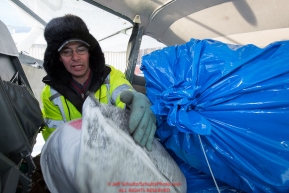 Volunteer Iditarod Air Force pilot, Daniel Hayden loads his plane with straw and musher drop bags to fly them to the Skwenta checkpoint at the Willow, Alaska airport during the Food Flyout on Saturday, February 20, 2016.  Iditarod 2016