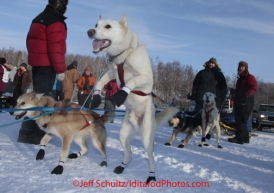 Saturday February 25, 2012  A team dog in Jesse Klejka's team is eager to go as the team is hooked up in the pit area at Knik Lake during the Junior Iditarod start.