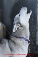 Saturday February 25, 2012   One of the dogs readying for the Junior Iditarod start at Knik Lake howls prior to the start.