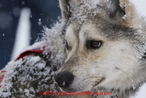 Sunday February 26, 2012   One of Conway Seavey's dogs waits at the finish line after finishing in first place on the 2012 Jr. Iditarod