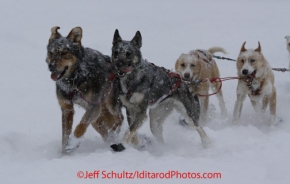 Sunday February 26, 2012  Ben Harper's lead dogs run on Willow Lake just moments before his 3rd place finish of the 2012 Junior Iditarod.