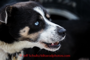 Iditarod Vet Check in Wasilla, AlaskaCharlie Benja's dog, Eagle, at the Vet Check in Wasilla, Alaska, at the Iditarod headquarters, on Wednesday, February 26, 2014.Iditarod Sled Dog Race 2014PHOTO (c) BY JEFF SCHULTZ -- REPRODUCTION PROHIBITED WITHOUT PERMISSION