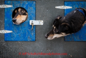 Iditarod Vet Check in Wasilla, AlaskaIditarod Sled Dog Race 2014Jason Mackey's dogs, Barb (left) and Laser (right) hang out in the safety of their dog boxes during the race Vet Check at Iditarod headquarters in Wasilla, Alaska on Wednesday, February 26, 2014.PHOTO (c) BY JEFF SCHULTZ -- REPRODUCTION PROHIBITED WITHOUT PERMISSION