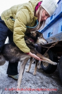 Iditarod Vet Check in Wasilla, AlaskaJulie Kittams of Big Lake, Alaska, checks on Karin Hendrickson's dog, Aberdeen, at the Iditarod Vet Check at the race's headquarters in Wasilla, Alaska, on Wednesday, February 26, 2014.Iditarod Sled Dog Race 2014PHOTO (c) BY JEFF SCHULTZ -- REPRODUCTION PROHIBITED WITHOUT PERMISSION