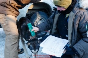 Volunteer veterinarian Kimberly McCreedy scans a Kristy Berington dog for its neck-implanted chip to determine who it is during the pre-race vet check at Iditarod Headquarters in Wasilla, Alaska. Wednesday February 26, 2019 Photo by Jeff Schultz/  (C) 2019  ALL RIGHTS RESERVED