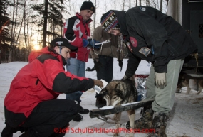 Pre-Race Activities Iditarod 2012 Mandatory Vet Check