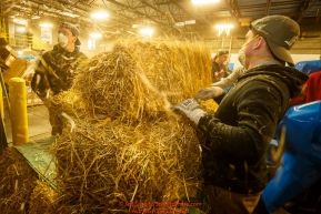 Iditarod volunteers for an assembly line to unload, bag, stack and shrinkwrap the 1635 bales of straw that is destined for all the checkpoints on the 2017 Iditarod at the Airland Transport warehouse facilities in Anchorage Alaska. Thursday February 9, 2017.Photo by Jeff Schultz/SchultzPhoto.com  (C) 2017  ALL RIGHTS RESVERVED