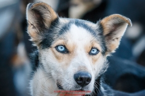 Portrait of Zoya DeNure's dog Lightning at the 2016 Iditarod Pre-race vet check in Wasilla, Alaska. March 02, 2016 Â© Jeff Schultz/SchultzPhoto.com ALL RIGHTS RESERVEDDO NOT REPRODUCE WITHOUT PERMISSION