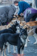 Volunteer veterinarians check Kristy Berington dogs at the 2016 Iditarod Pre-race vet check in Wasilla, Alaska. March 02, 2016 Â© Jeff Schultz/SchultzPhoto.com ALL RIGHTS RESERVEDDO NOT REPRODUCE WITHOUT PERMISSION