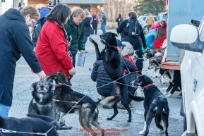 Participants in the Iditarod Teacher Conference watch Volunteer veterinarians check over dogs in the parking lot at the 2016 Iditarod Pre-race vet check at Iditarod Headquarters  in Wasilla, Alaska. March 02, 2016 Â© Jeff Schultz/SchultzPhoto.com ALL RIGHTS RESERVEDDO NOT REPRODUCE WITHOUT PERMISSION