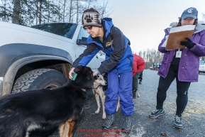 Volunteer Jann Greywolf looks for a micro-chip in a dog as Caroline Ponozzi writes down the information at the 2016 Iditarod Pre-race vet check in Wasilla, Alaska. March 02, 2016 Â© Jeff Schultz/SchultzPhoto.com ALL RIGHTS RESERVEDDO NOT REPRODUCE WITHOUT PERMISSION