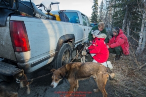 Volunteer veterinarians examine Zoya DeNure dogs at the 2016 Iditarod Pre-race vet check in Wasilla, Alaska. March 02, 2016 Â© Jeff Schultz/SchultzPhoto.com ALL RIGHTS RESERVEDDO NOT REPRODUCE WITHOUT PERMISSION