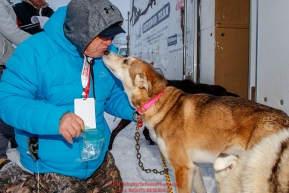 P-Team volunteer Dave Mathis works on getting a urine sample from a dog just priort to the ceremonial start of the 2018 Iditarod in Anchorage, Alaska on Saturday, March 1 2018.Photo by Jeff Schultz/SchultzPhoto.com  (C) 2018  ALL RIGHTS RESERVED