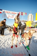 A Sebastien Vergnaud dog jumps in excitement of leaving the start line during the Ceremonial Start of the 2017 Iditarod in Anchorage on Saturday March 4, 2017 Photo by Jeff Schultz/SchultzPhoto.com  (C) 2017  ALL RIGHTS RESVERVED