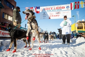 A Ray Redington Jr. dog jumps in anticipatioin of leaving the start line during the Ceremonial Start of the 2017 Iditarod in Anchorage on Saturday March 4, 2017 Photo by Jeff Schultz/SchultzPhoto.com  (C) 2017  ALL RIGHTS RESVERVED