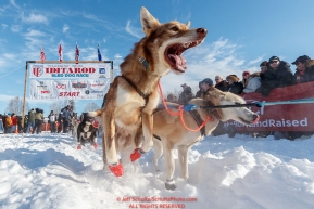A Ray Redington Jr. dog leaps with excitement on Willow Lake at the Official Start of the 2018 Iditarod Sled Dog Race in Willow, Alaska on March 04, 2018. Photo by Jeff Schultz/SchultzPhoto.com  (C) 2018  ALL RIGHTS RESERVED