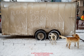 Billy Snodgrass dogs wait outside their trailer on 4th avenue  prior to the Ceremonial Start of the 2016 Iditarod in Anchorage, Alaska.  March 05, 2016