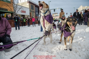 Jessie Royer's dog jumps to leave the start line during the Ceremonial Start of the 2016 Iditarod in Anchorage, Alaska.  March 05, 2016