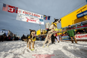 Monica Zappa's dogs jump to leave the start line during the Ceremonial Start of the 2016 Iditarod in Anchorage, Alaska.  March 05, 2016