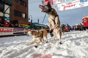 A Cim Smyth dog leaps to go at the start line during the Ceremonial Start of the 2016 Iditarod in Anchorage, Alaska.  March 05, 2016