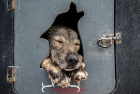 Justin Savidis dog Chet naps in his dog  box just prior to the Ceremonial Start of the 2016 Iditarod in Anchorage, Alaska.  March 05, 2016