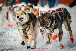 Michelle Phillips' lead dogs run down 4th avenue during Ceremonial Start of the 2016 Iditarod in Anchorage, Alaska.  March 05, 2016