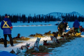 Teams rest on straw at the Finger Lake checkpoint as Jessie Royer runs through the checkpoint in the early morning hours on Monday, March 05, 2018 during the Iditarod Sled Dog RacePhoto by Jeff Schultz/SchultzPhoto.com  (C) 2018  ALL RIGHTS RESERVED