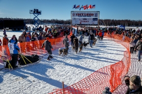 Dag Torulf Olsen lines up to leave the start line during the Re-Start of the 2016 Iditarod in Willow, Alaska.  March 06, 2016