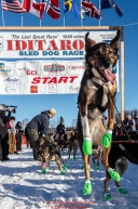 A Richie Diehl dog leaps as he waits to leave during the Re-Start of the 2016 Iditarod in Willow, Alaska.  March 06, 2016