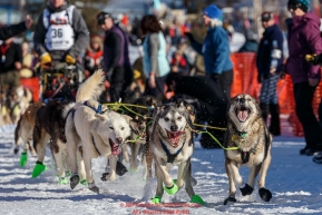 Mats Pettersson lead dogs dig in as they leave the start line during the Re- Start of the 2016 Iditarod in Willow, Alaska.  March 06, 2016