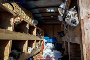 Katherine Keith's dogs rest in the staging area prior to the re-start of the 2017 Iditarod in Fairbanks, Alaska at PikeÂs Landing on Monday March 6, 2017.Photo by Jeff Schultz/SchultzPhoto.com  (C) 2017  ALL RIGHTS RESVERVED