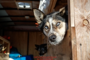 A dog waits in the trailer at the staging area prior to the re-start of the 2017 Iditarod in Fairbanks, Alaska at PikeÂs Landing on Monday March 6, 2017.Photo by Jeff Schultz/SchultzPhoto.com  (C) 2017  ALL RIGHTS RESVERVED