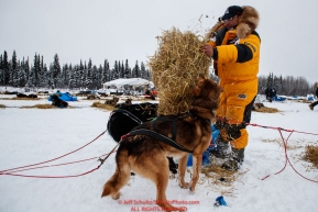 Michi Konno gives his dogs straw after arriving at the Nikolai checkpoint during the 2018 Iditarod race on Tuesday afternoon March 06, 2018. Photo by Jeff Schultz/SchultzPhoto.com  (C) 2018  ALL RIGHTS RESERVED