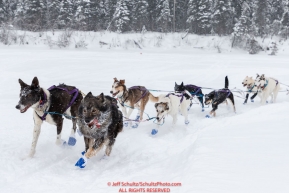 Jessie Royer's team runs up the river bank during a snowfall just prior to  the Nikolai checkpoint during the 2018 Iditarod race on Tuesday March 06, 2018. Photo by Jeff Schultz/SchultzPhoto.com  (C) 2018  ALL RIGHTS RESERVED