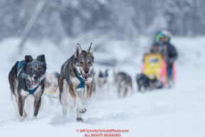 Wade Marrs leaders on the river just prior to the Nikolai checkpoint during the 2018 Iditarod race on Tuesday March 06, 2018. Photo by Jeff Schultz/SchultzPhoto.com  (C) 2018  ALL RIGHTS RESERVED