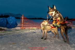 A Jason Mackey dog is still eager to run after arriving in the morning at the Finger Lake checkpoint at Winterlake Lodge during Iditarod 2016.  Alaska.  March 07, 2016.  Photo by Jeff Schultz (C) 2016 ALL RIGHTS RESERVED