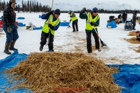 Volunteers rake straw after a team departs the Finger Lake  checkpoint during Iditarod 2016.  Alaska.  March 07, 2016.  Photo by Jeff Schultz (C) 2016 ALL RIGHTS RESERVED