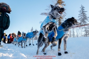 Frosted up after a run in sub-zero temps Ray Redington Jr. dogs are still ready to run after Ray checks in at the checkpoint in Manley Hot Springs during the 2017 Iditarod on Tuesday March 7, 2017.Photo by Jeff Schultz/SchultzPhoto.com  (C) 2017  ALL RIGHTS RESVERVED