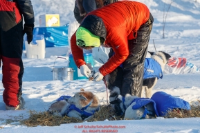 Wade Marrs puts salve on his dog's paws at the checkpoint in Manley Hot Springs during the 2017 Iditarod on Tuesday March 7, 2017.Photo by Jeff Schultz/SchultzPhoto.com  (C) 2017  ALL RIGHTS RESVERVED