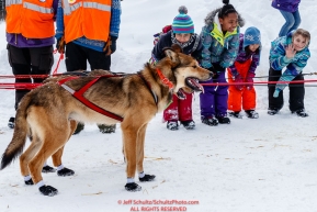 Tokotna school children watch Bradley Farquar dogs in the afternoon at the Takotna checkpoint during the 2018 Iditarod race on Wednesday March 07, 2018. Photo by Jeff Schultz/SchultzPhoto.com  (C) 2018  ALL RIGHTS RESERVED