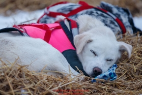 A Magnus Kaltenborn dog sleeps on his bed of straw in the morning at the Nikolai checkpoint during the 2018 Iditarod race on Wednesday March 07, 2018. Photo by Jeff Schultz/SchultzPhoto.com  (C) 2018  ALL RIGHTS RESERVED