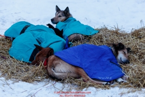 Misha Wiljes dogs rest under blankets on straw in the morning at the Nikolai checkpoint during the 2018 Iditarod race on Wednesday March 07, 2018. Photo by Jeff Schultz/SchultzPhoto.com  (C) 2018  ALL RIGHTS RESERVED