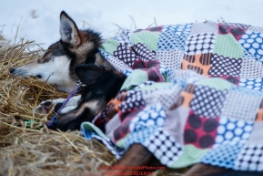 Jeff Deeter dogs sleep under colorful blankets on a bed of straw in the morning at the Nikolai checkpoint during the 2018 Iditarod race on Wednesday March 07, 2018. Photo by Jeff Schultz/SchultzPhoto.com  (C) 2018  ALL RIGHTS RESERVED