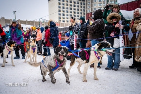 Ready to run at the ceremonial start in Anchorage, AK of the 2020 Iditarod.