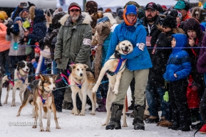 Last minute pets and scratches  from a dog handler at the ceremonial start in Anchorage, AK of the 2020 Iditarod.