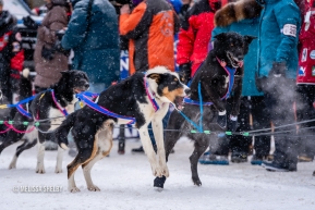 Sled dogs getting excited at the ceremonial start in Anchorage, AK of the 2020 Iditarod