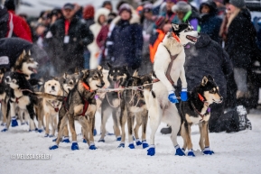 An excited sled dog stands on his hind feet waiting for his chance to run at the ceremonial start in Anchorage, AK of the 2020 Iditarod.