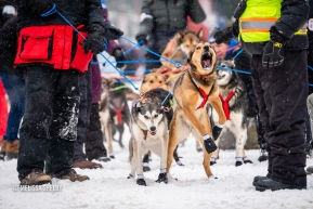 Excited dogs ready to race at the ceremonial start in Anchorage, AK of the 2020 Iditarod.